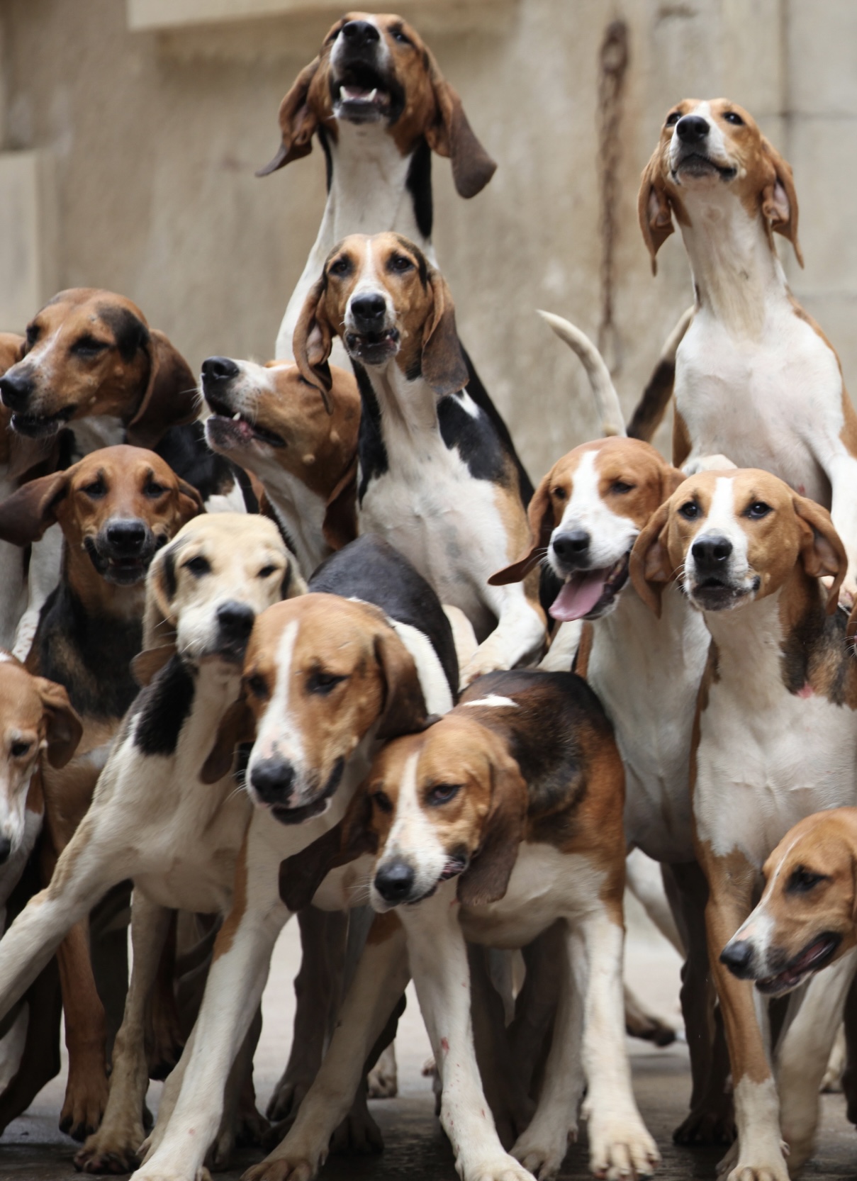 Hounds : be impressed by their meal every Thursday from July 10 to August 21